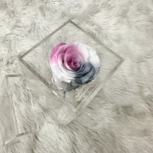 Single Eternal Multi Color Preserve Rose In An Acrylic Box